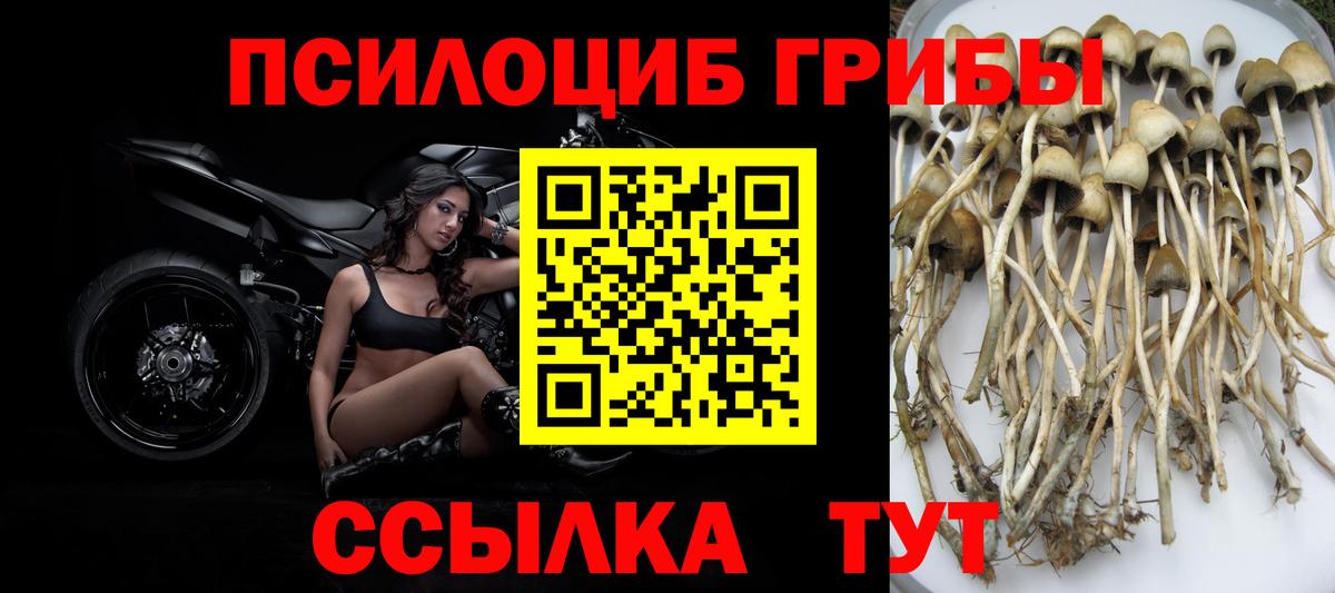 Псилоцибиновые грибы GOLDEN TEACHER Касимов